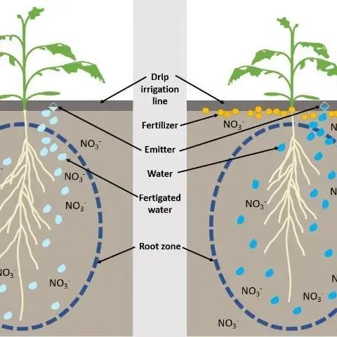 thumbnail for publication: Implementing the Five Rs of Nutrient Stewardship for Fertigation in Florida's Vegetable Production